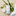 Chamomile Cleansing Milk with Damask Rose for Soothing Sensitive Skin